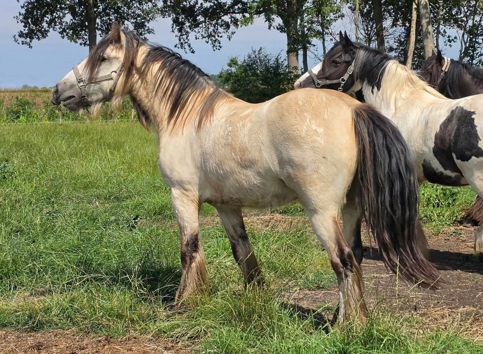 2 jarige valk tinker ruin. NL gefokt., Merrie, Minder dan 160 cm, Met stamboom, 7 tot 10 jaar