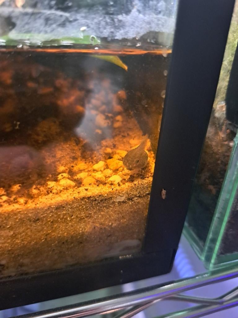 Epipedobates tricolor (driekleurige gifkikker), Dieren en Toebehoren, Reptielen en Amfibieën | Toebehoren, Ophalen