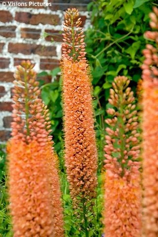Zaden Eremus Rumba, Tuin en Terras, Ophalen of Verzenden, Volle zon