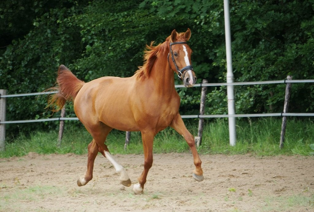 Twee leuke, jonge KWPN merries!, Merrie, Met stamboom, 3 tot 6 jaar, 160 tot 165 cm