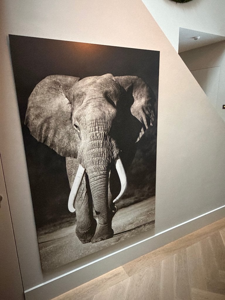 Foto op dibond olifant 120 x 180, Ophalen, Zo goed als nieuw, 125 cm of meer, Foto of Poster
