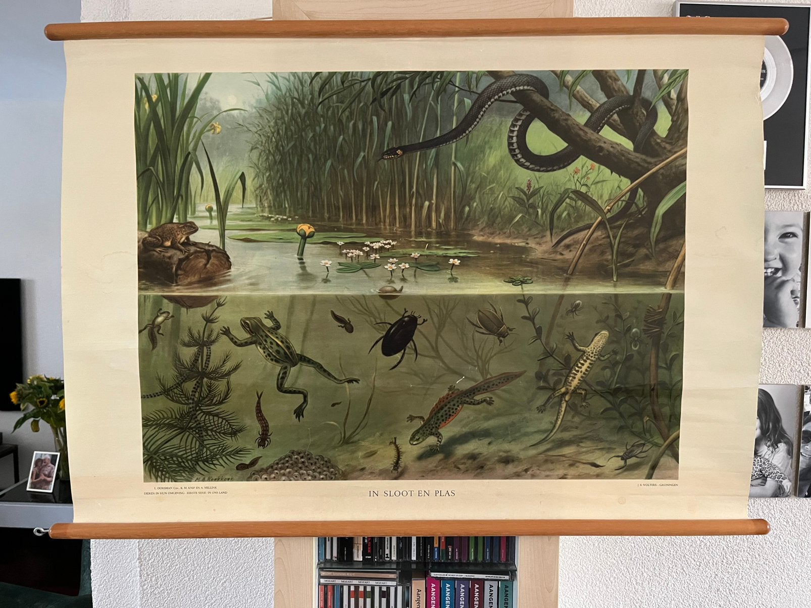 Wandkaart “In sloot en plas”, Ophalen, Natuur en Biologie