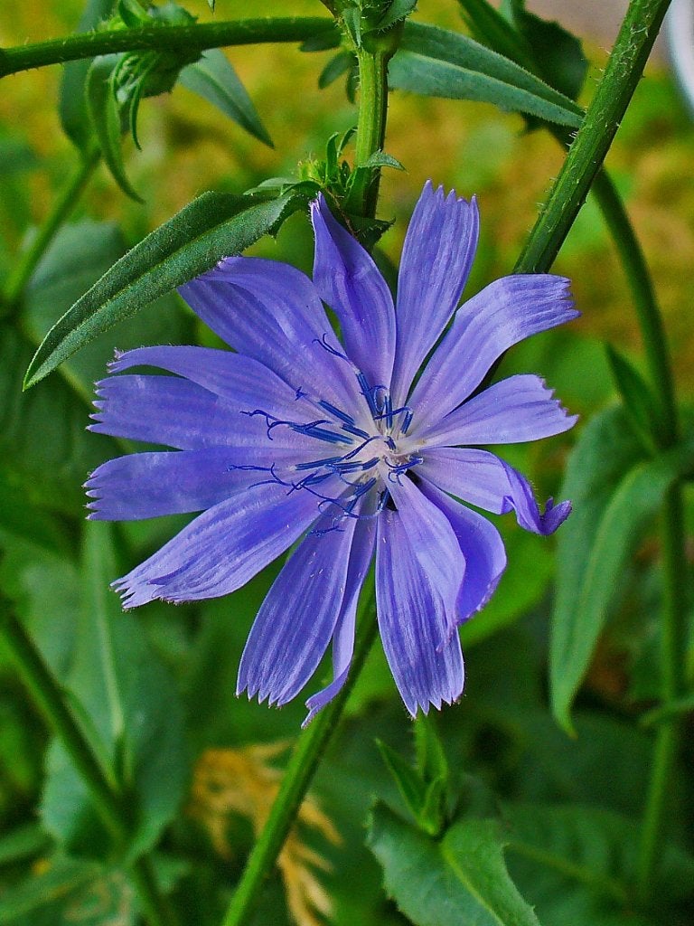 Foto 4 van Cichorium intybus - cichorei, Bio