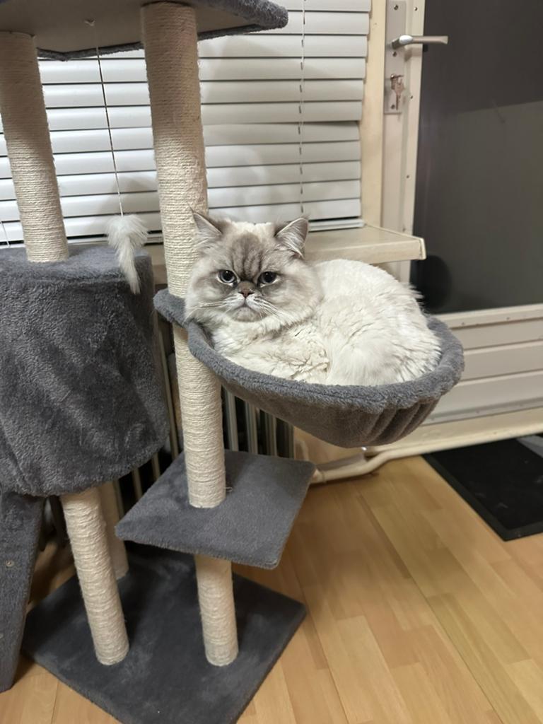 Brits langhaar, Kater, 0 tot 2 jaar