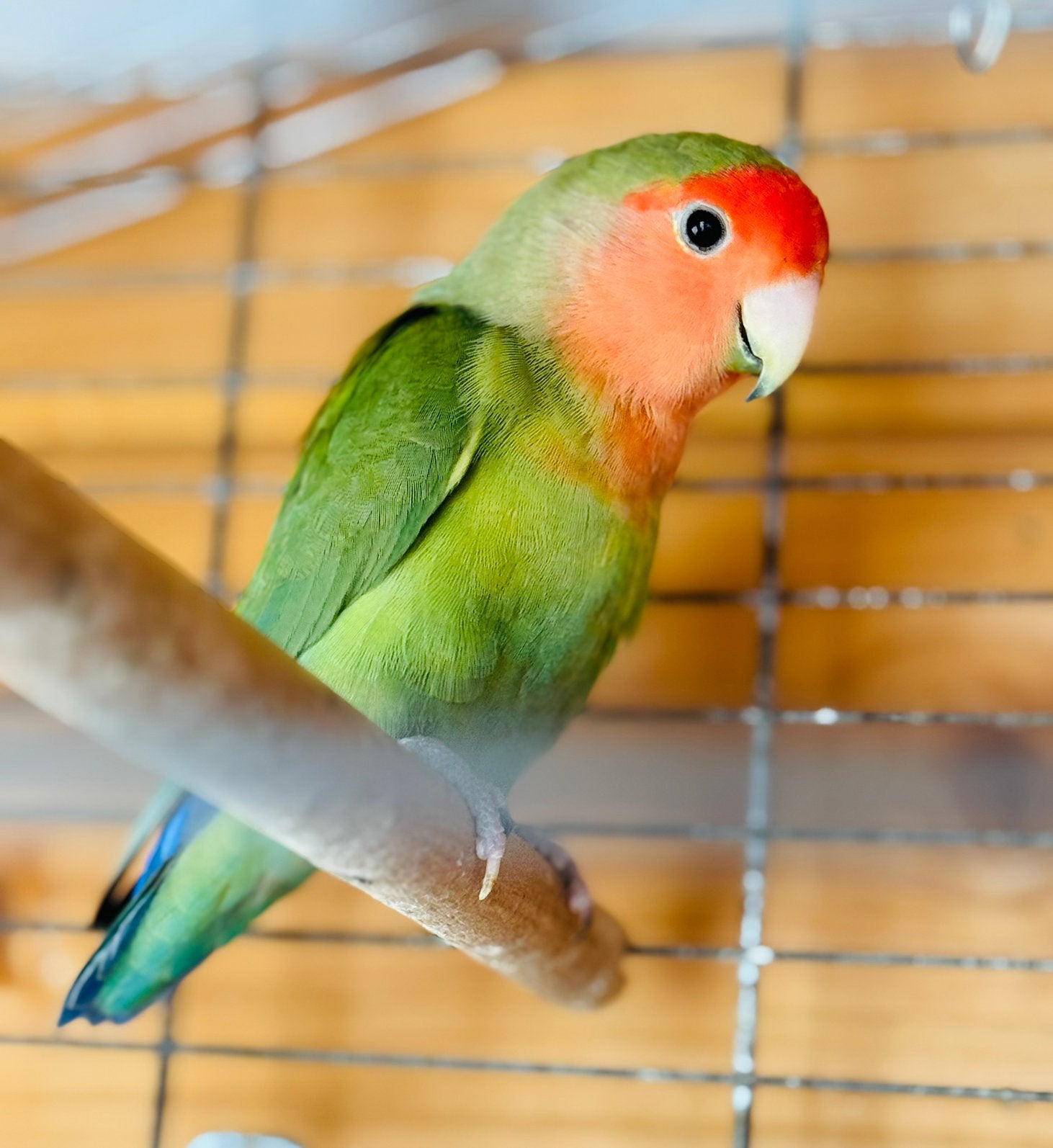 Mooie dwergpapegaai roseicolli man, Dieren en Toebehoren, Mannelijk, Dwergpapegaai of Agapornis, Geringd