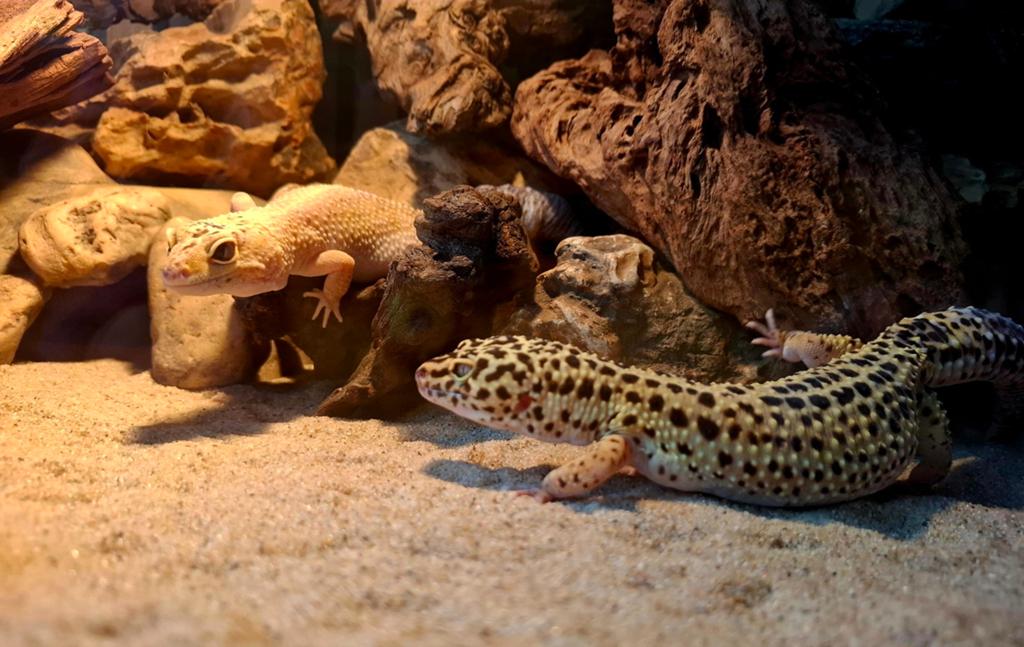 Luipaardgekko's, Dieren en Toebehoren, Reptielen en Amfibieën, Hagedis, Tam, 3 tot 6 jaar