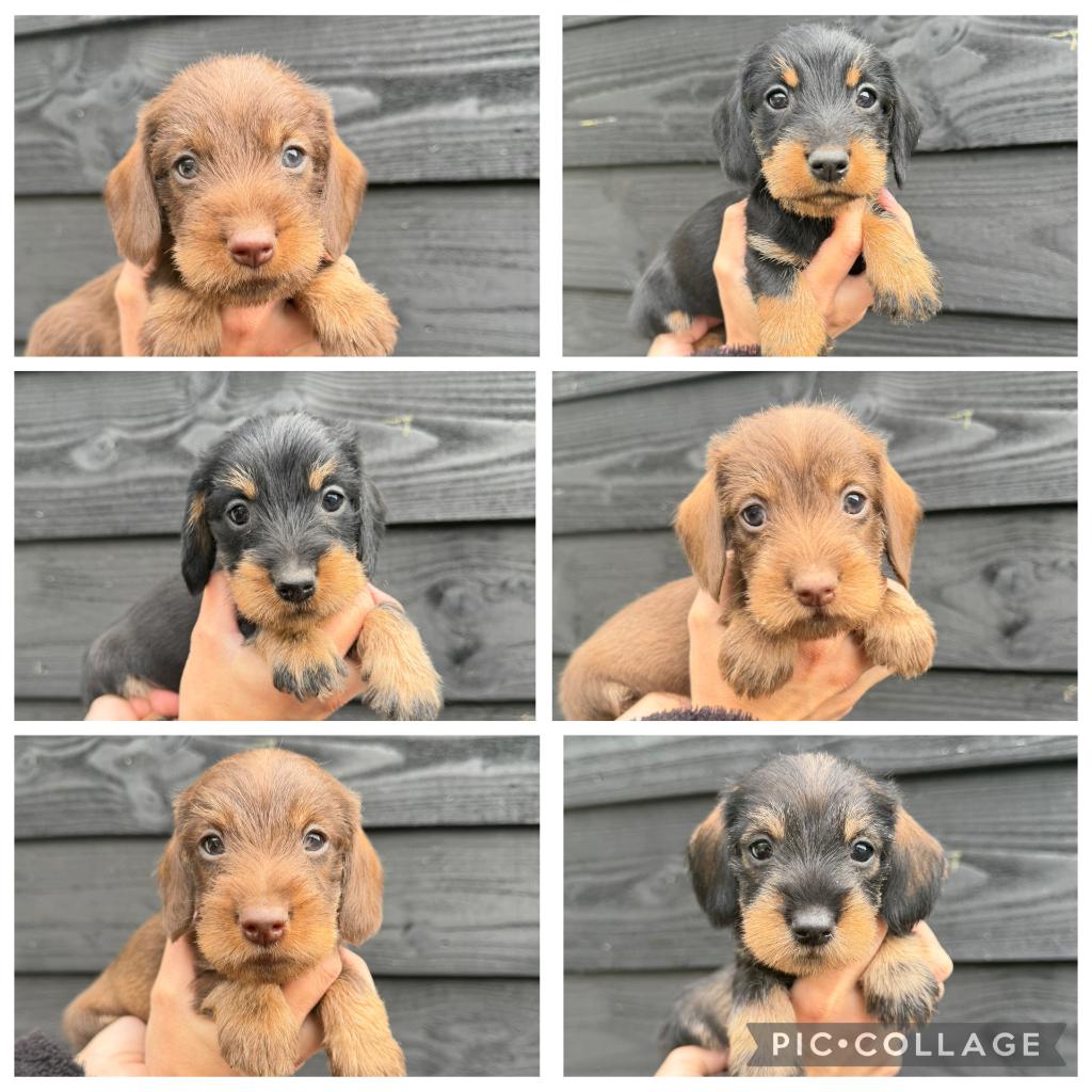Prachtige ruwhaar dwergteckel pups beschikbaar!, Parvo, Nederland, 8 tot 15 weken, Dwerg