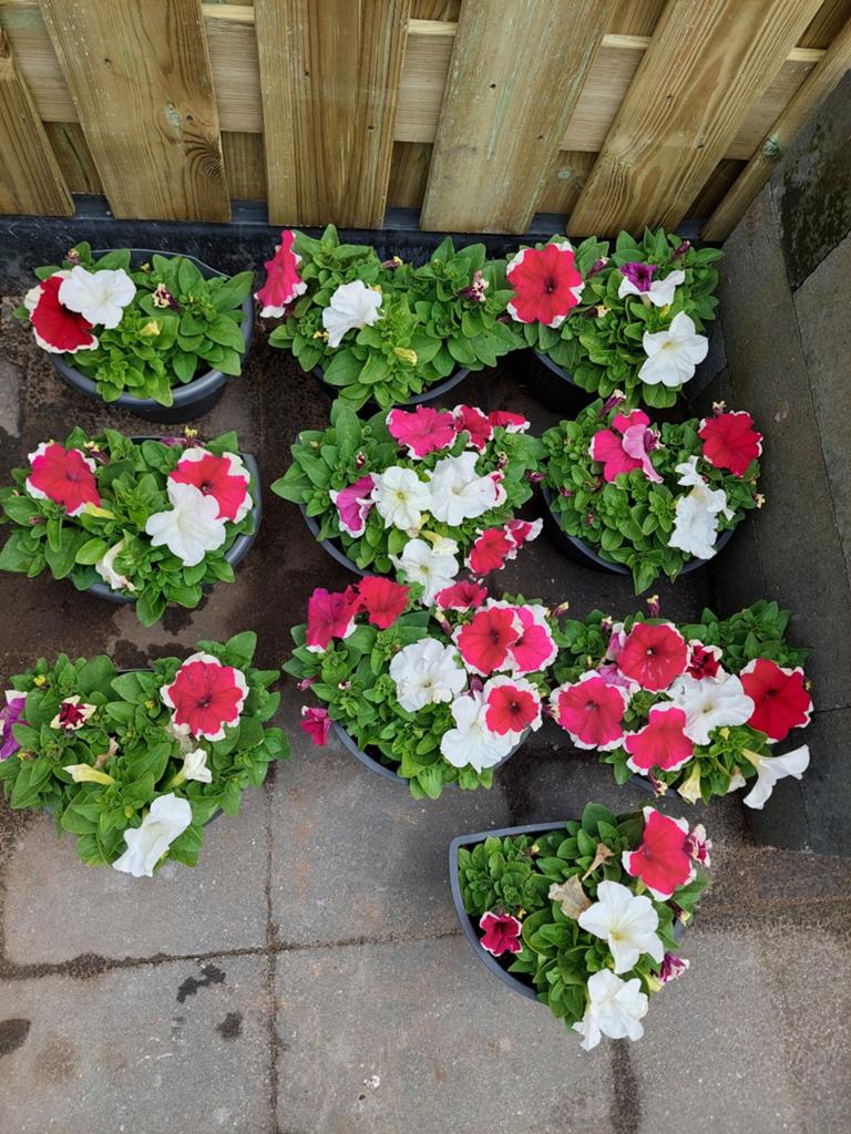 10x Wand/muur bloembakken met petunia's, Tuin en Terras, Planten | Tuinplanten, Volle zon, Eenjarig, Zomer, Ophalen