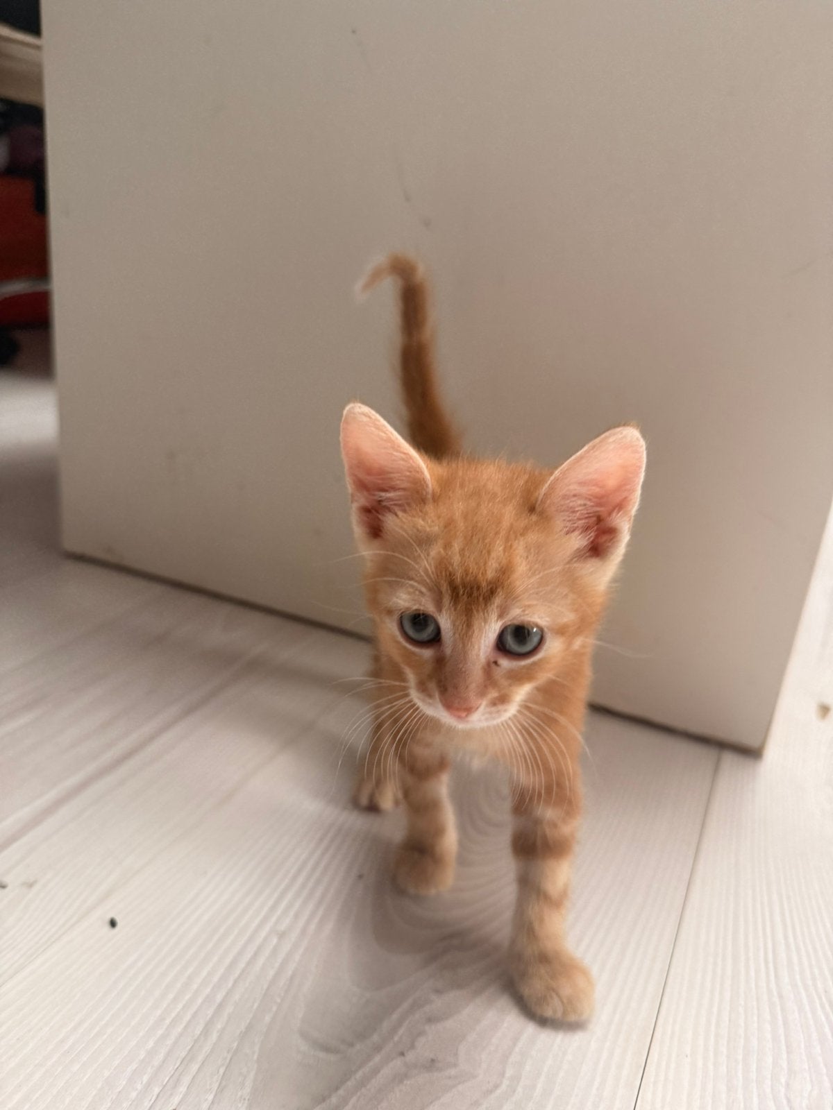 Schattige kittens op zoek naar huisje, Meerdere dieren