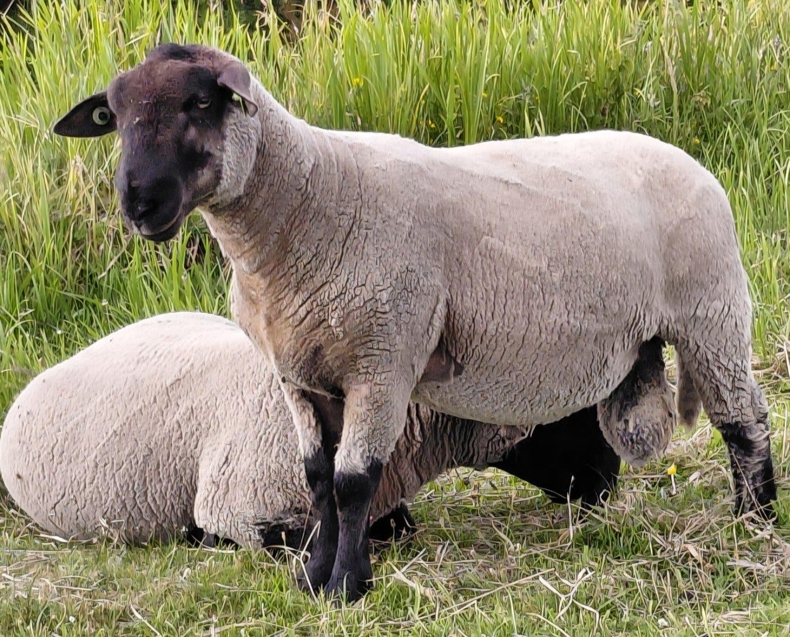 Mooie suffolk  (dek) rammen van begin maart 2026, Meerdere dieren, Schaap