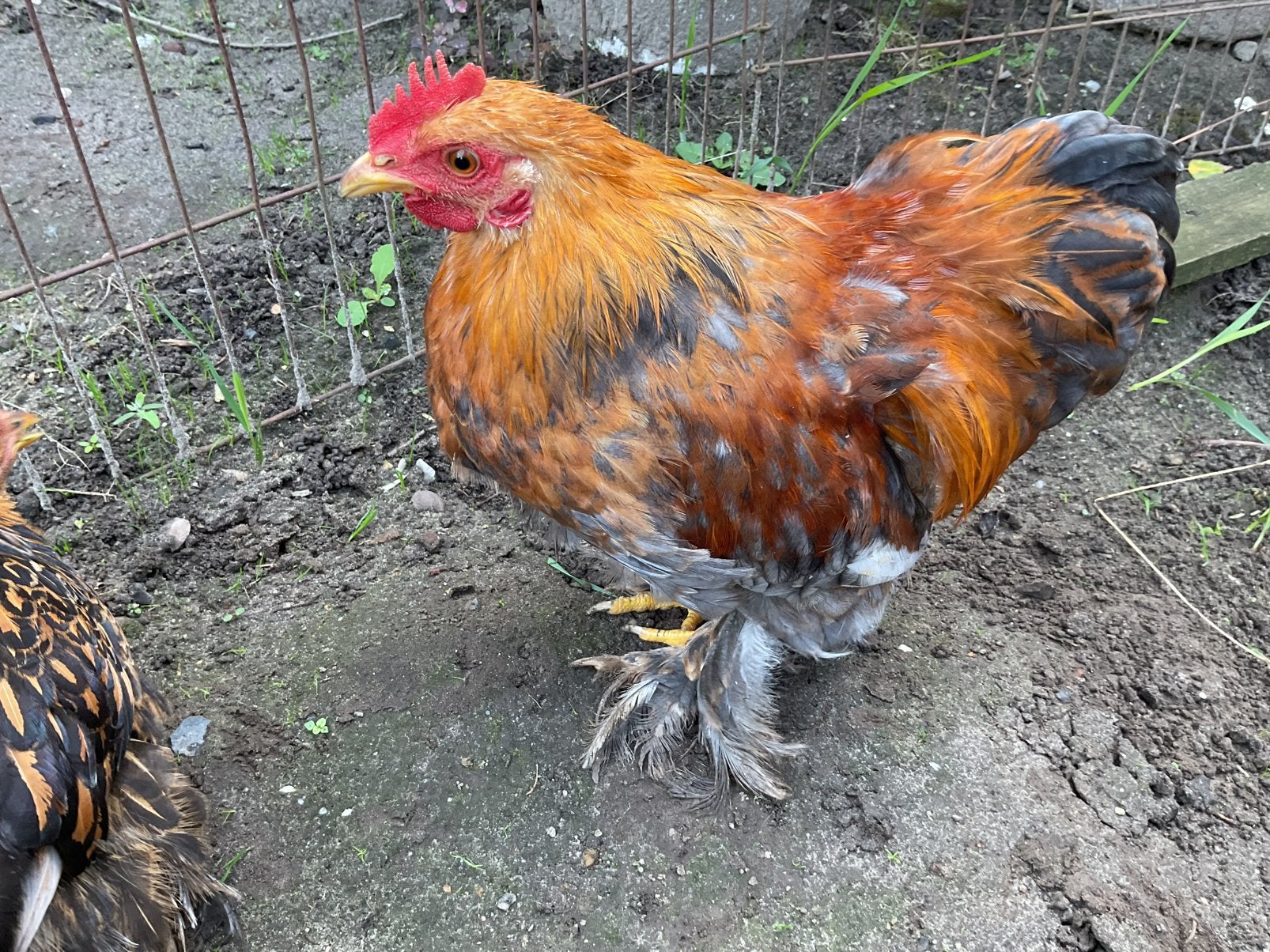 Heel mooi en super lief Cochin kriel haantje, 5 maanden oud., Ophalen