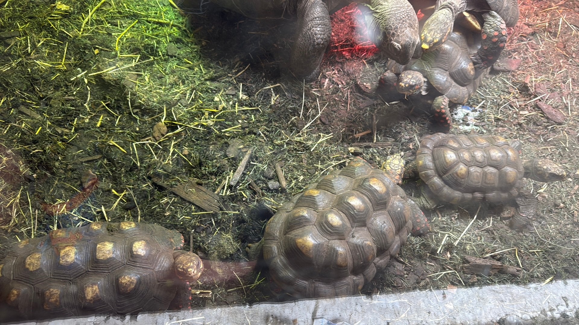 Kolenbranderschildpadden  2 koppels, Dieren en Toebehoren, Schildpad, 7 tot 10 jaar