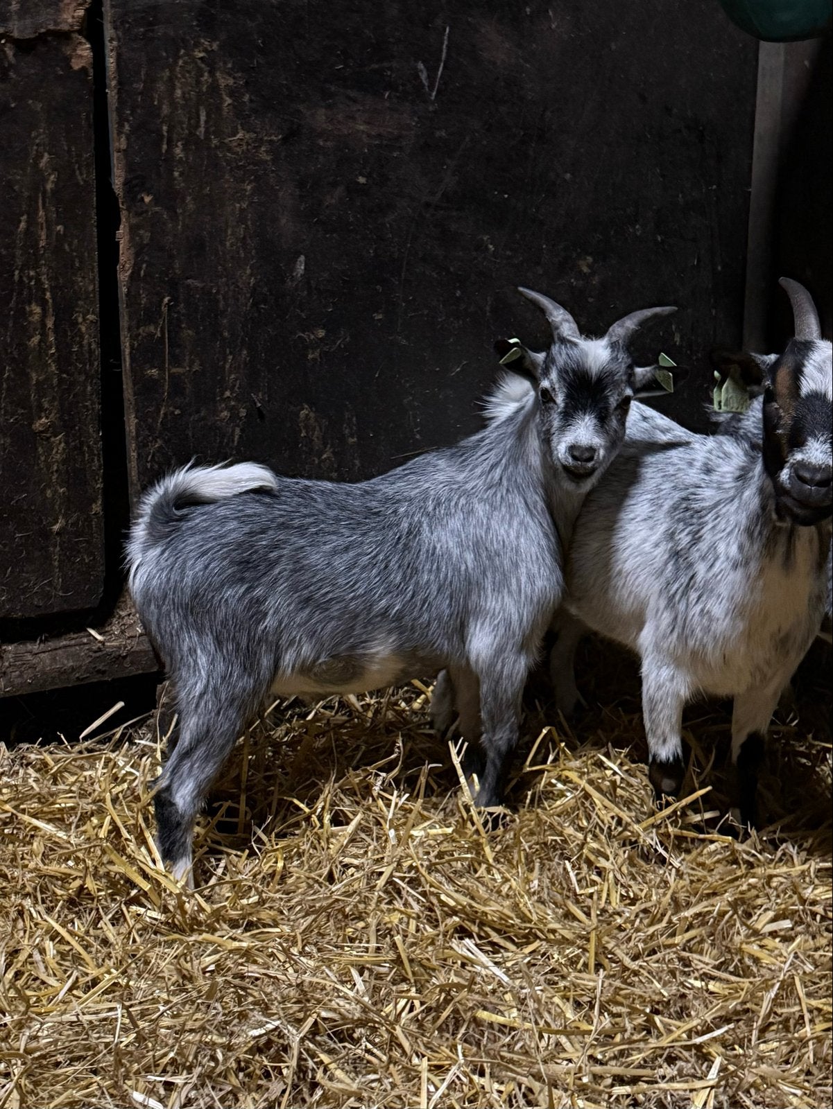 Prachtige blauwe dwerggeit bok, Dieren en Toebehoren