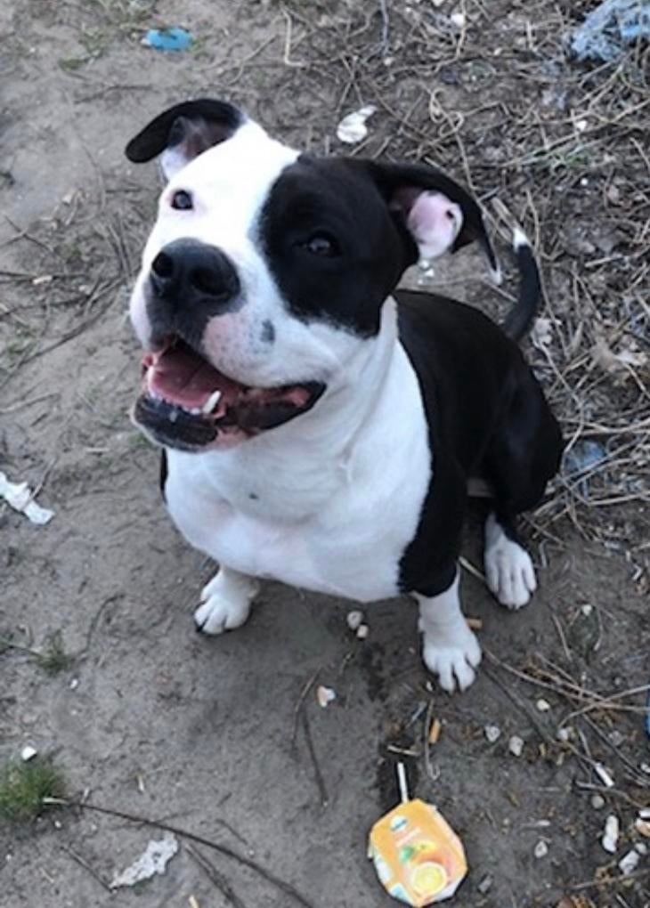Amirkaanse stafford Amirkaanse bulldog kruising, Dieren en Toebehoren, Honden | Bulldogs, Pinschers en Molossers, 6 jaar of ouder