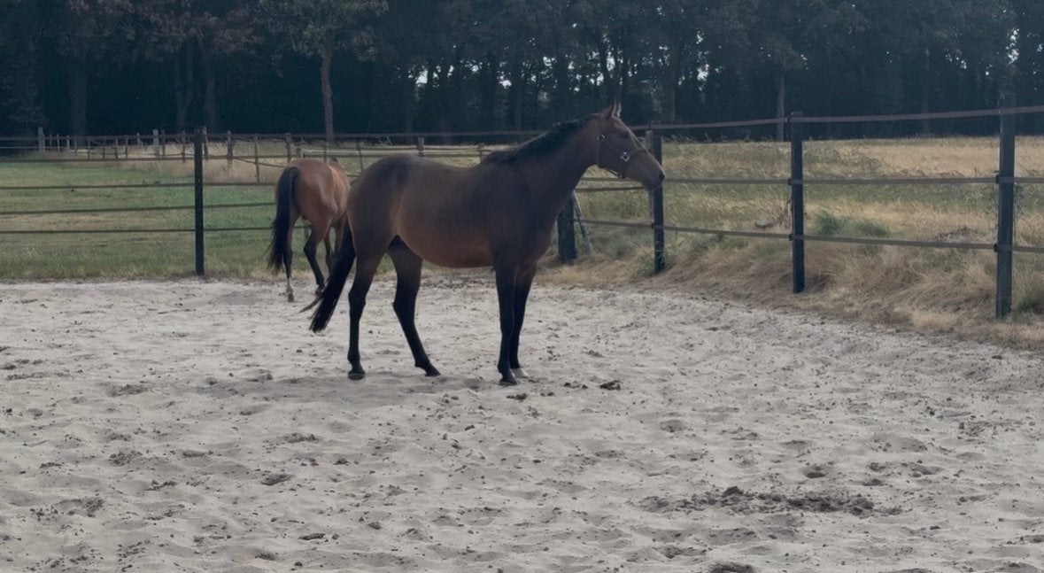Leuke 3 jarige merrie te koop, Dieren en Toebehoren, Merrie, Met stamboom, Springpaard, 3 tot 6 jaar