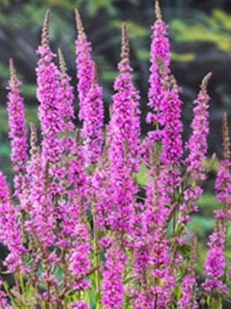 diverse vaste planten in pot, Ophalen, Overige soorten, Volle zon