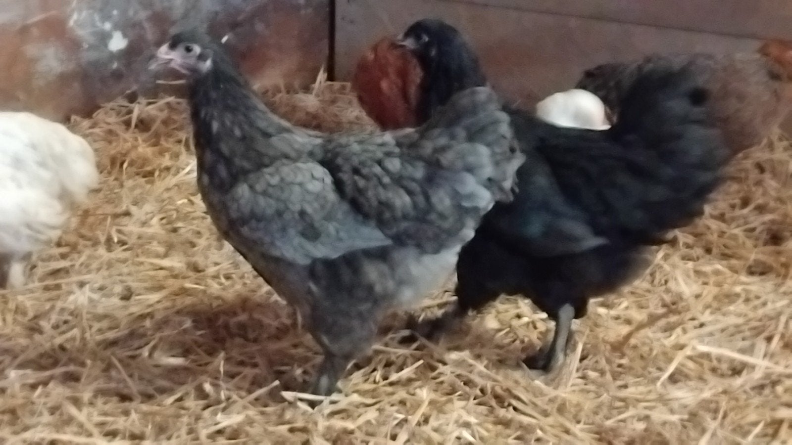 Te koop  jonge (leg) hennen, Vrouwelijk, Kip