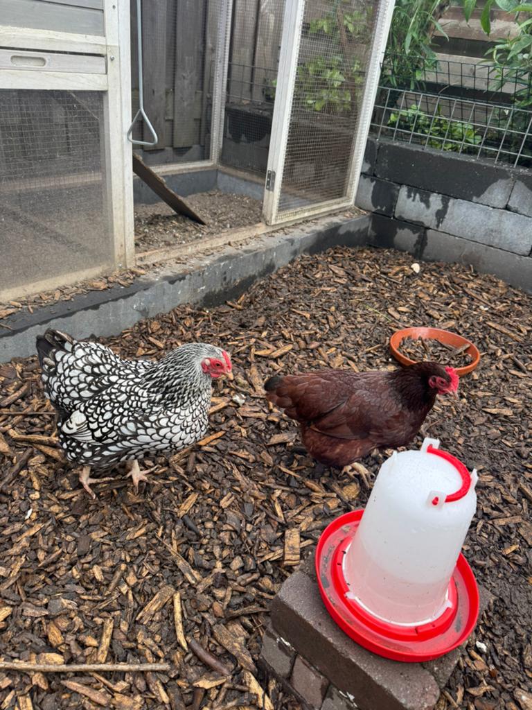 Kippenhok inclusief kippen, Dieren en Toebehoren, Pluimvee, Vrouwelijk, Kip