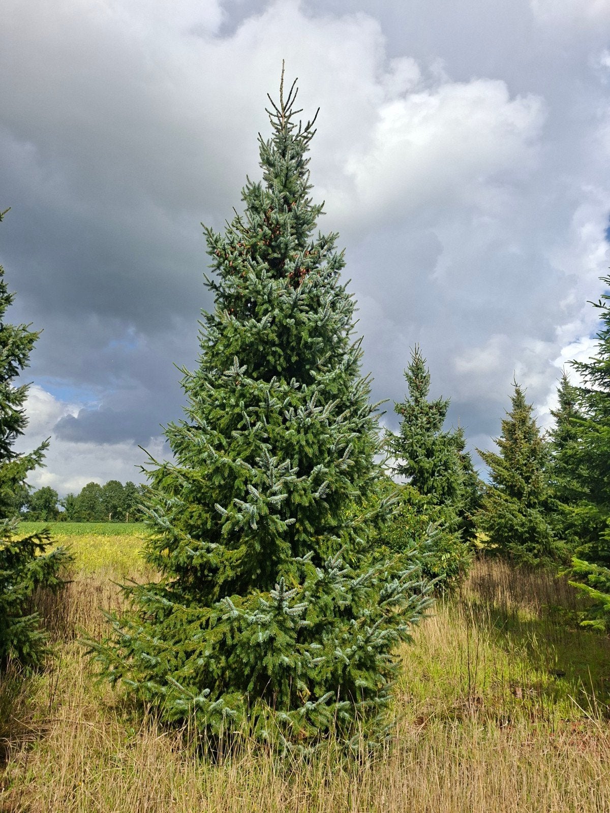 Foto 6 van Nordmann kerstbomen te koop 5 - 8 meter