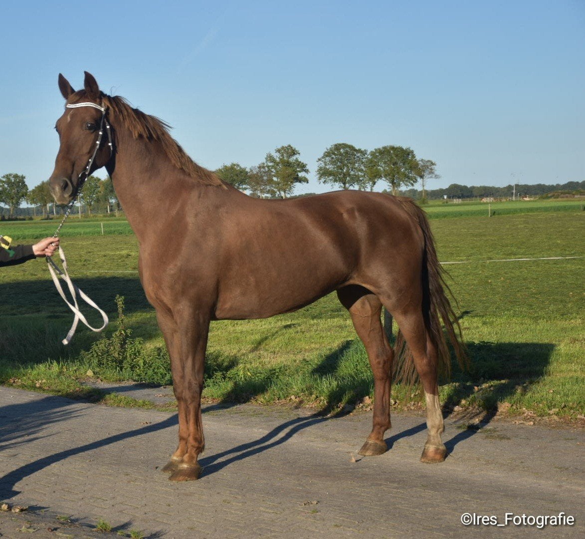 Tekoop: Tuigpaard Ster Merrie!, Merrie, Met stamboom, Tuigpaard, 11 jaar of ouder