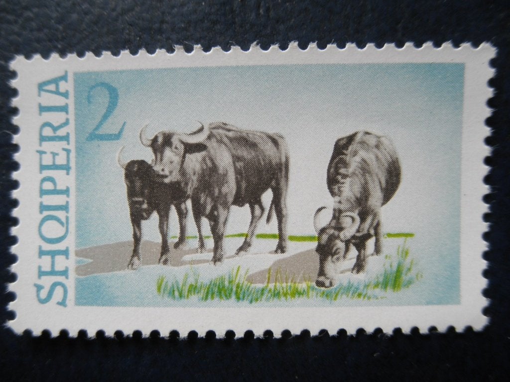 Postzegels Albanië 1965 nr. 922 waterbuffels - cw. € 2,00 pf, Ophalen of Verzenden, Overige landen, Postfris