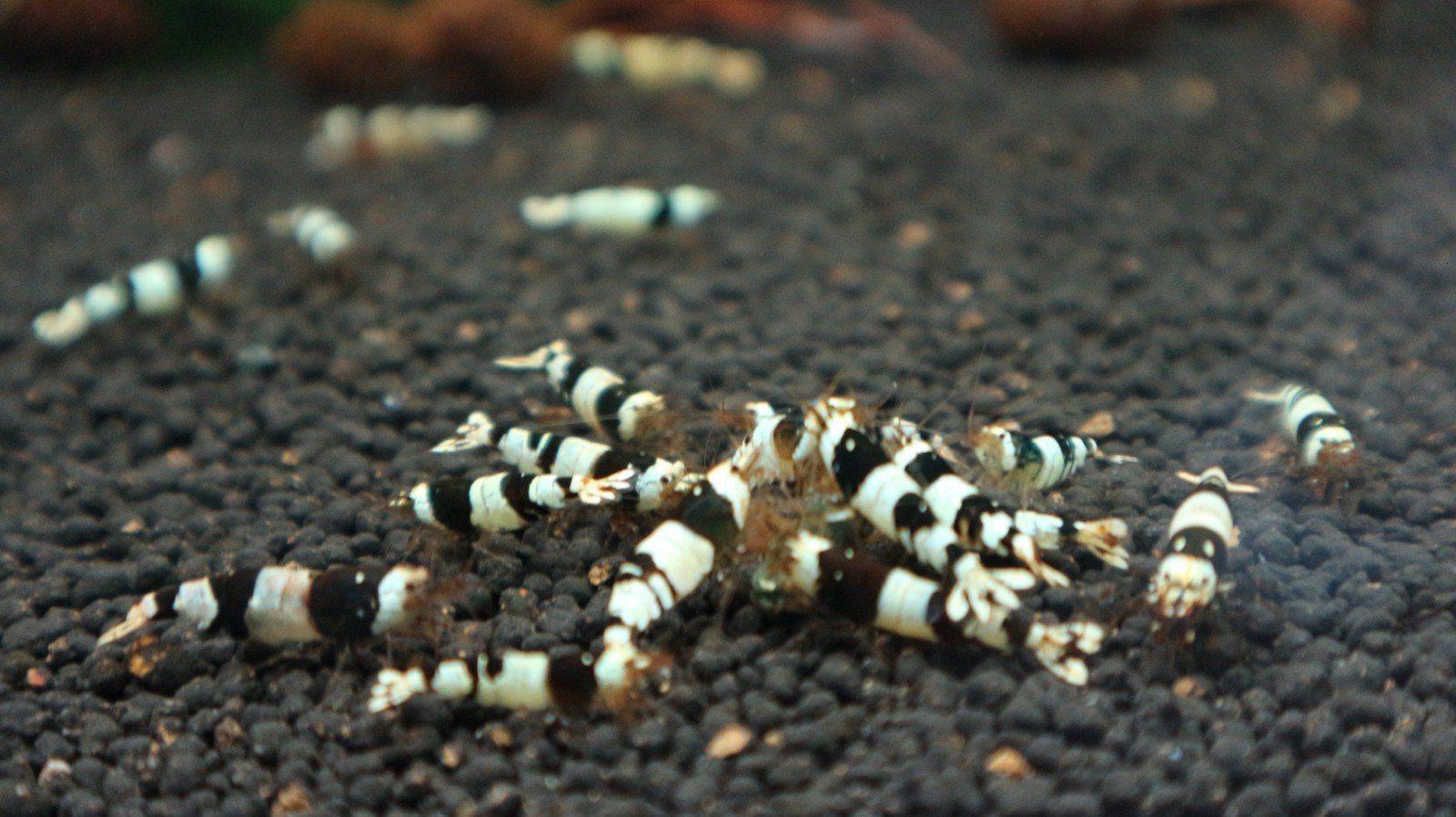 cristal black garnalen, Dieren en Toebehoren