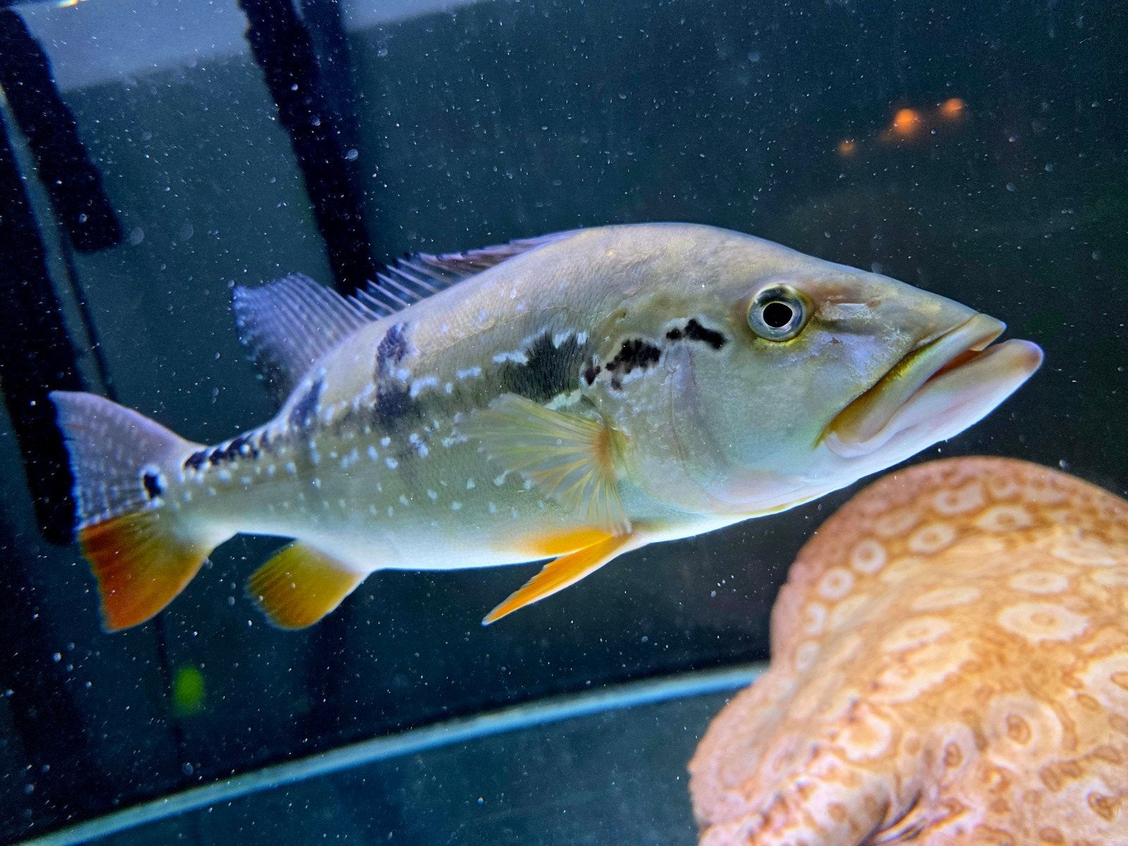 2x Cichla Pinima 20 / 25cm, Vis, Zoetwatervis, Schoolvis