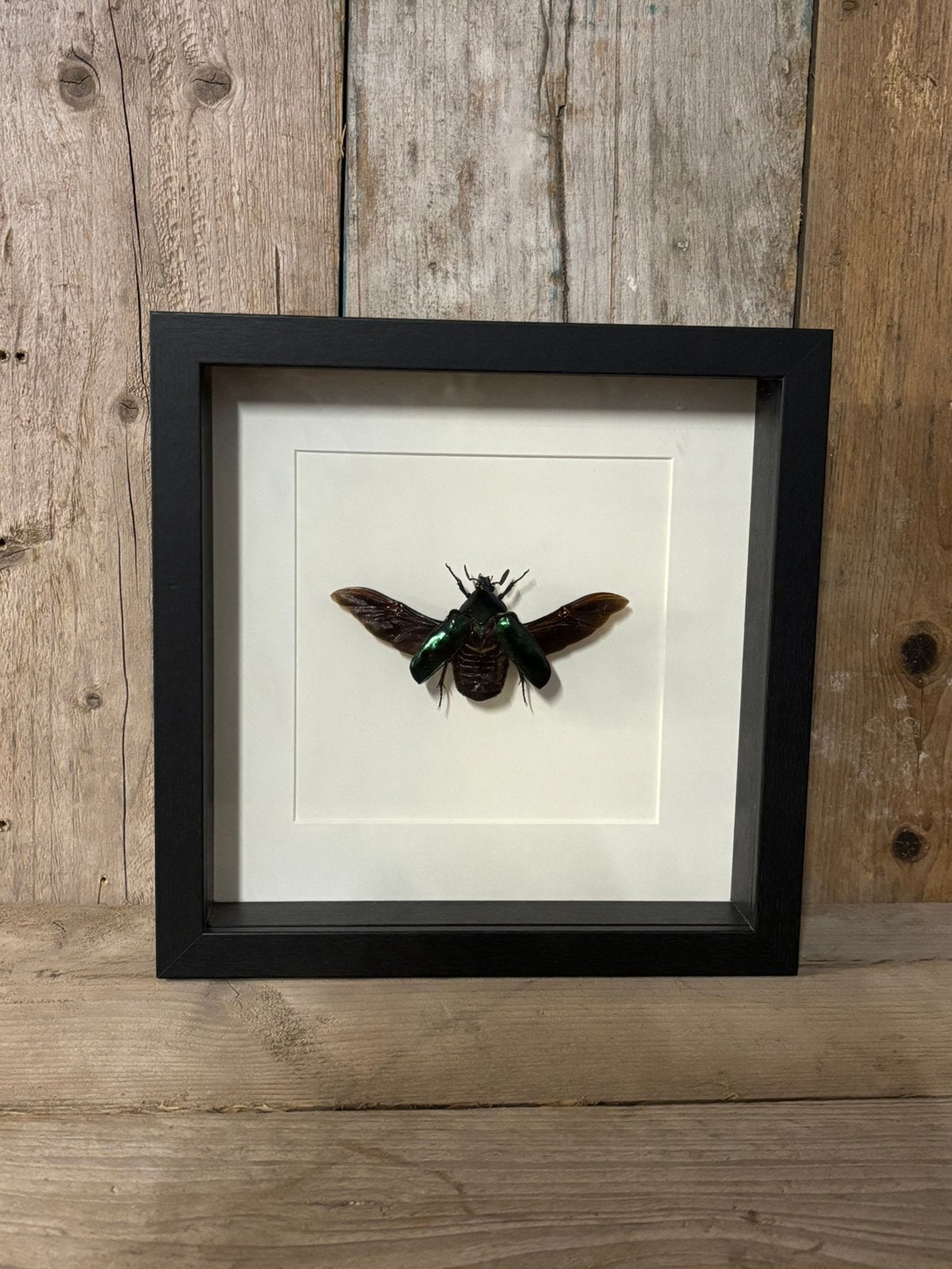 Mooie luxe lijst met een Groene Bloemkever, Ophalen of Verzenden, Nieuw, Insect, Opgezet dier