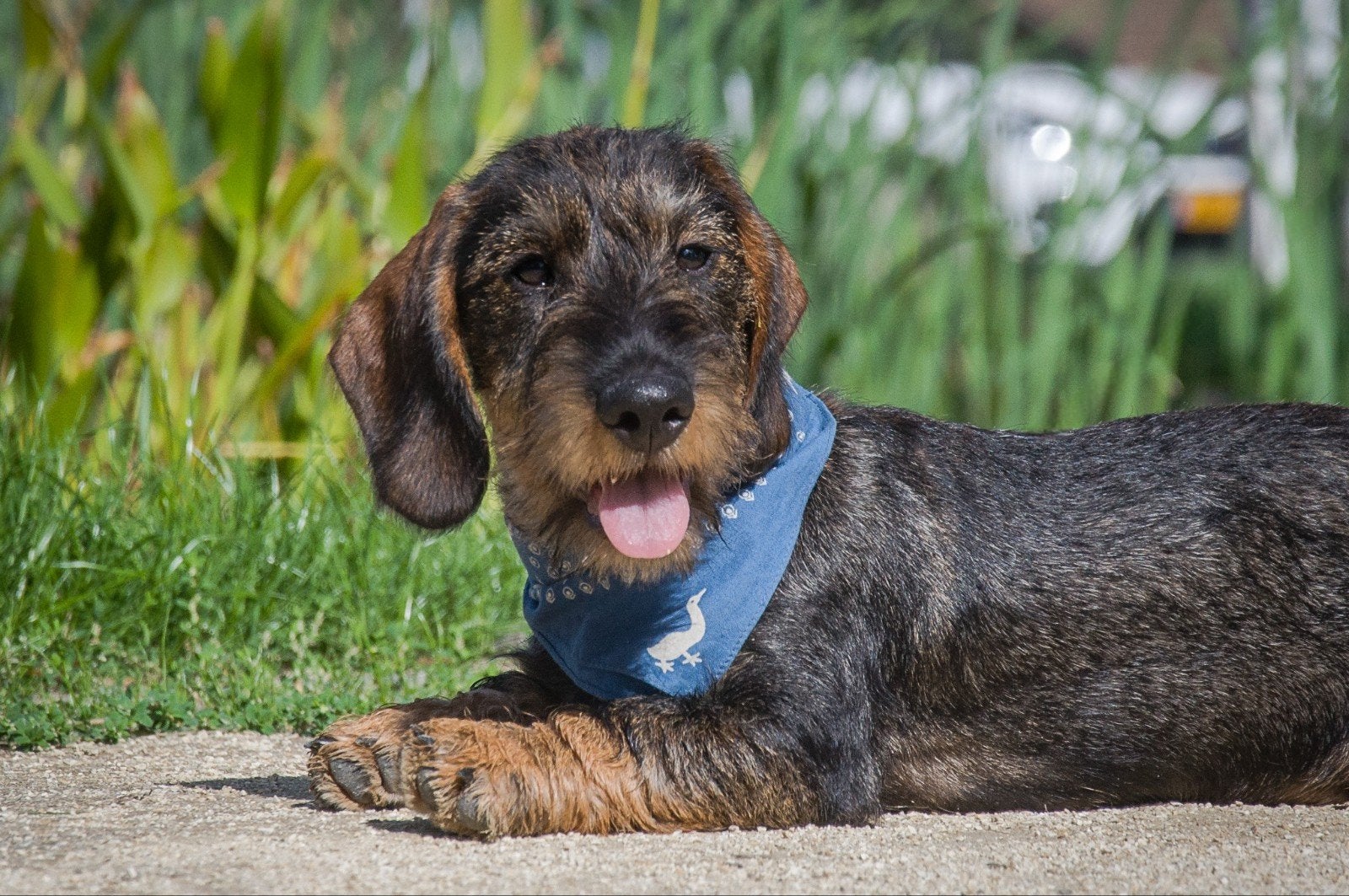 Super lieve puppy rauwharige teckel standaard, Dieren en Toebehoren, Honden | Teckels en Dashonden, Standaard, 15 weken tot 1 jaar