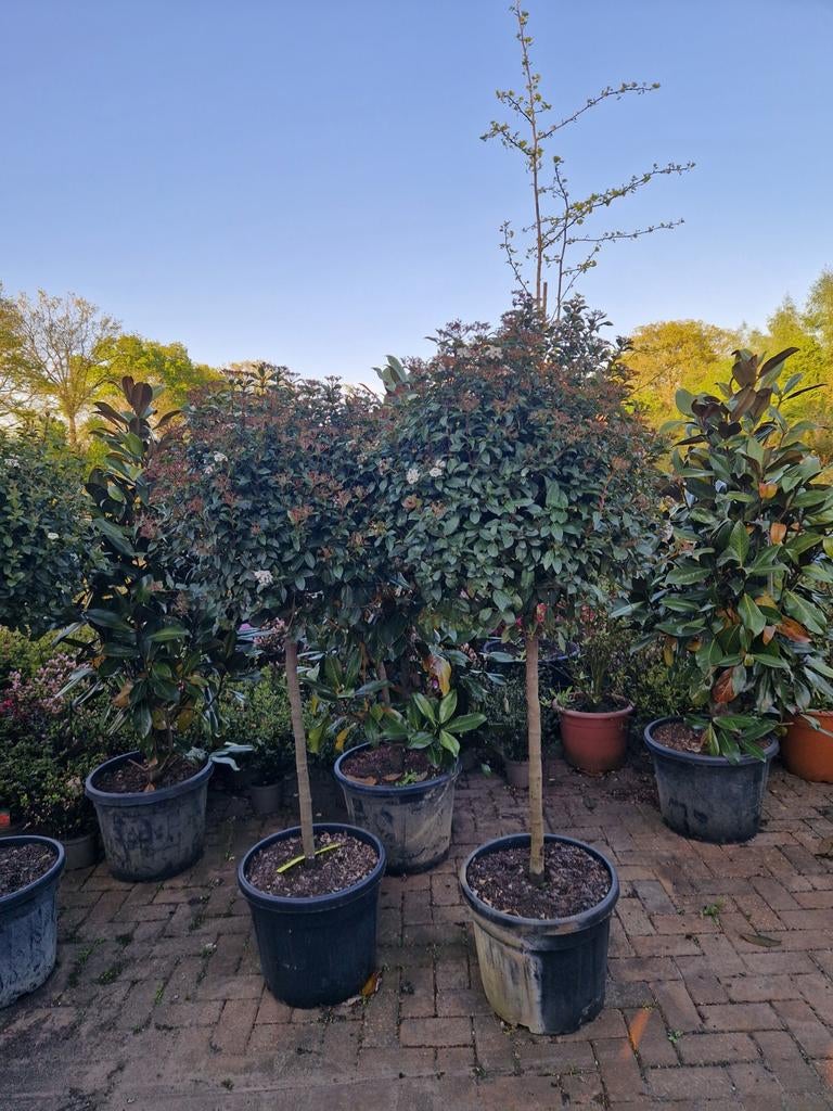 Viburnum Tinus Dikstammig - Glansmispel op stam, Winter, Halfschaduw, Overige soorten, 100 tot 250 cm