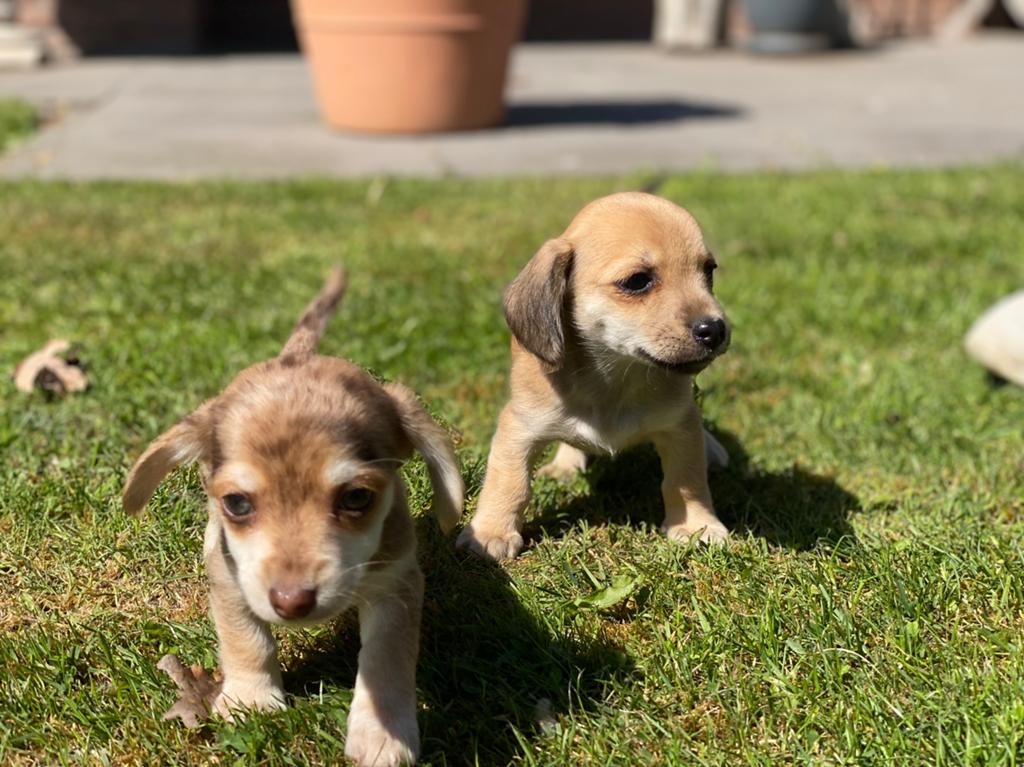 Chihuahua kruising teckel, Reu, 8 tot 15 weken, Meerdere, Chihuahua