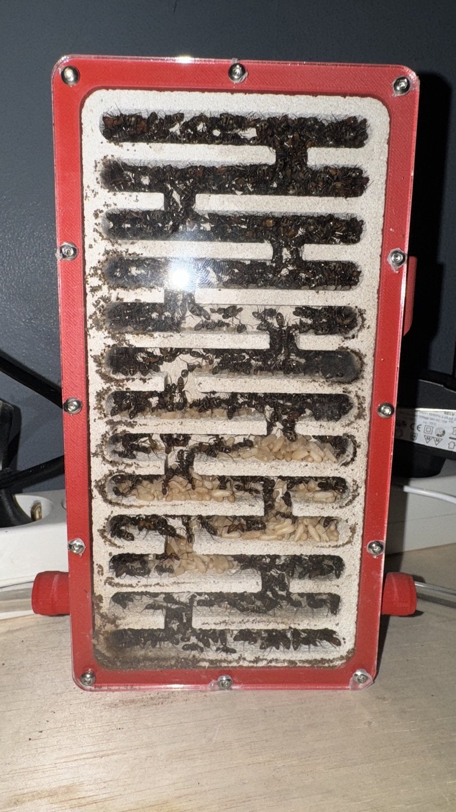 Camponotus Habereri (2/3K werksters), Mieren