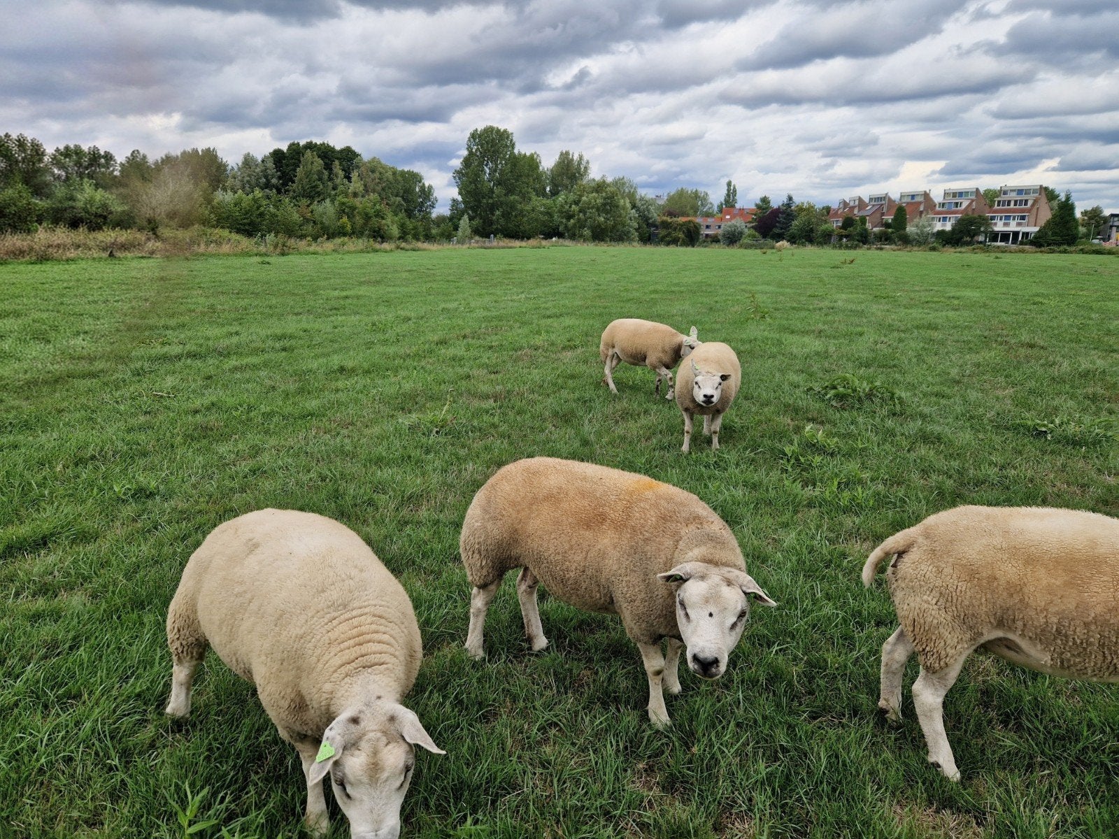 Stamboek ooien, Dieren en Toebehoren, Schapen, Geiten en Varkens, Vrouwelijk, Schaap