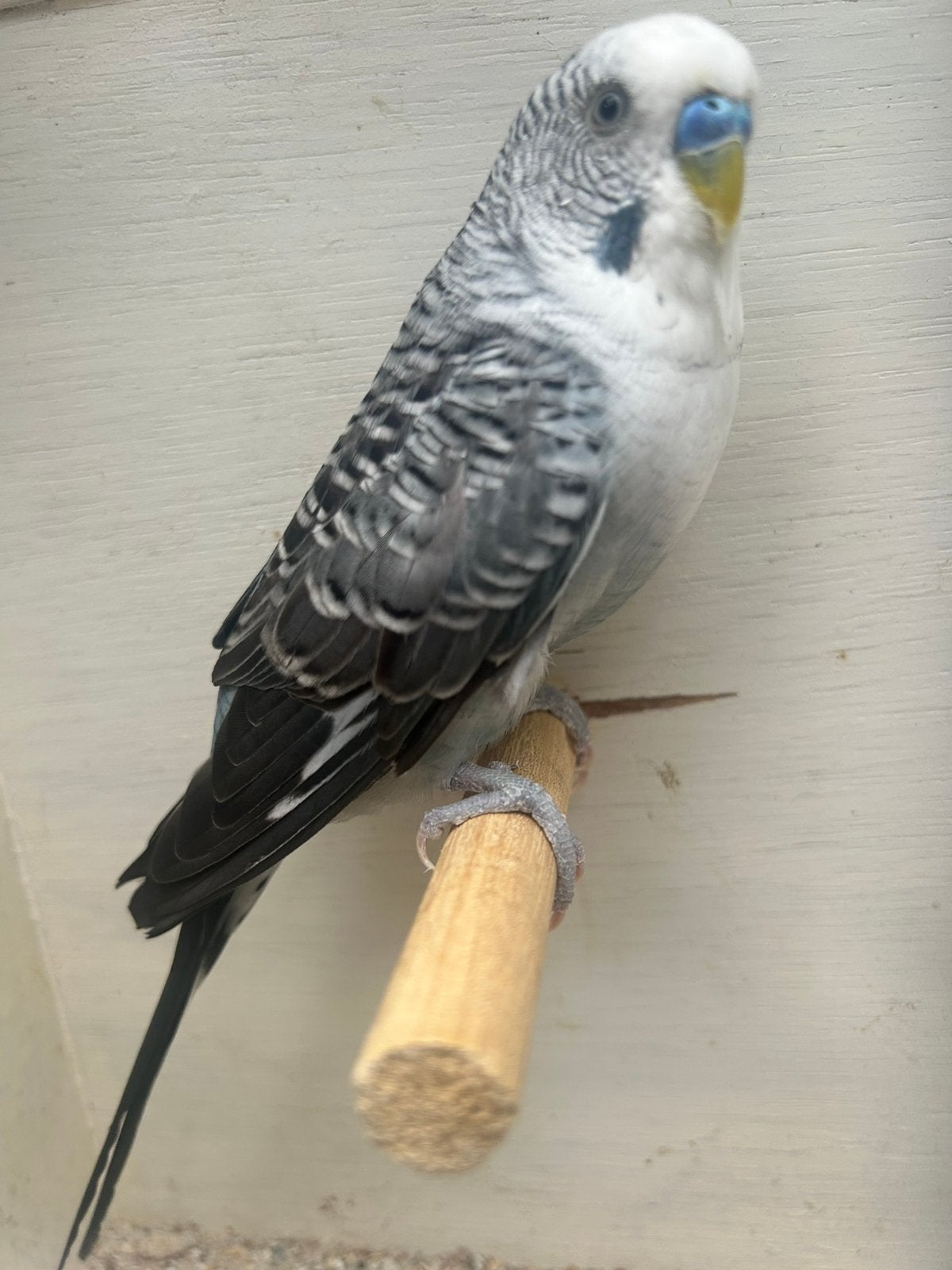 Blackwing grasparkiet, Dieren en Toebehoren, Vogels | Parkieten en Papegaaien, Mannelijk, Parkiet