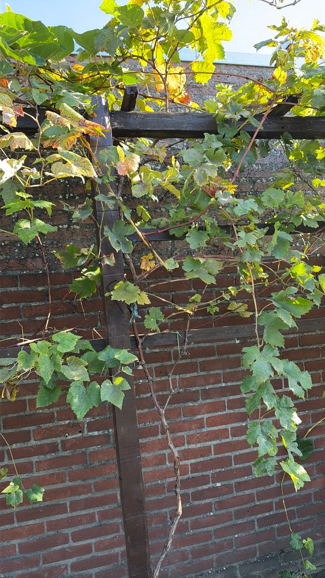 Witte druiven struiken, Overige soorten, 100 tot 250 cm, Zomer, Ophalen