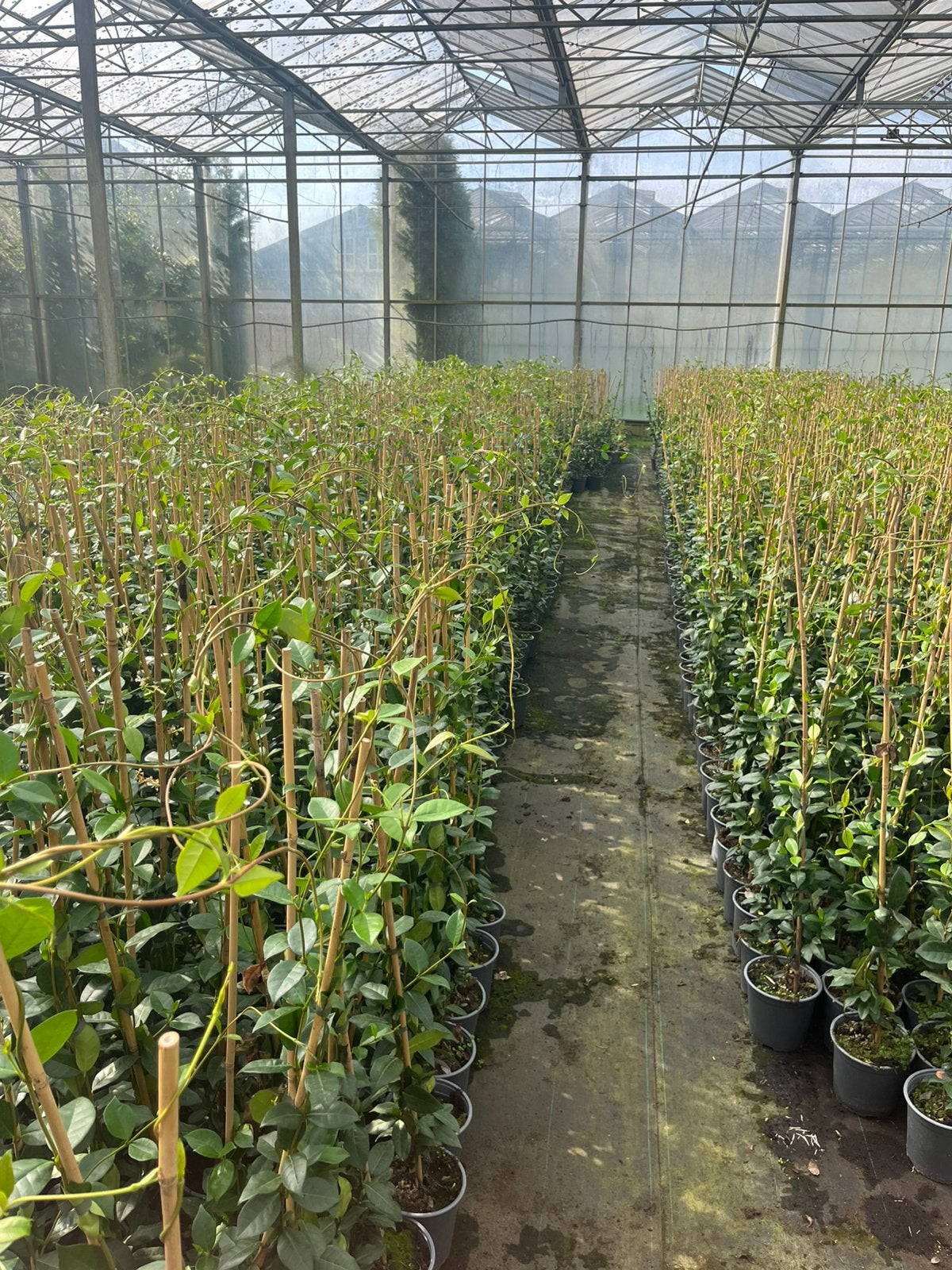 Toscaanse Jasmijn - Geurende Klimplant voor Tuin en Terras, Tuin en Terras, Ophalen, Volle zon, Vaste plant, Klimplanten