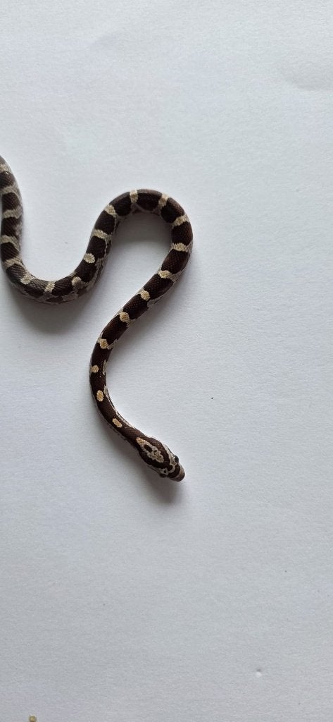 Prachtige Baby Rattenslangen (Met Bloodred-genetica) Rat Snake photo 5