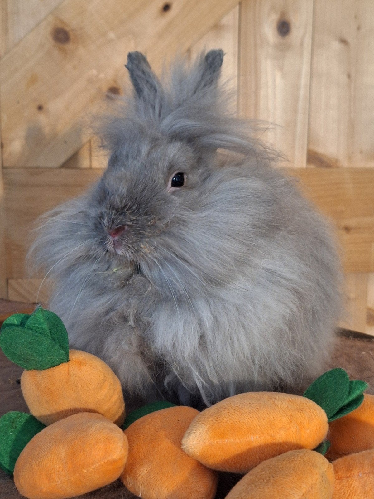 lieve blauw grijs aanhankelijk gecastreerd ram konijn, Mannelijk