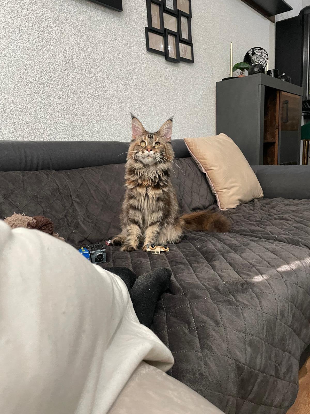 Mainecoon poes, Dieren en Toebehoren, Poes