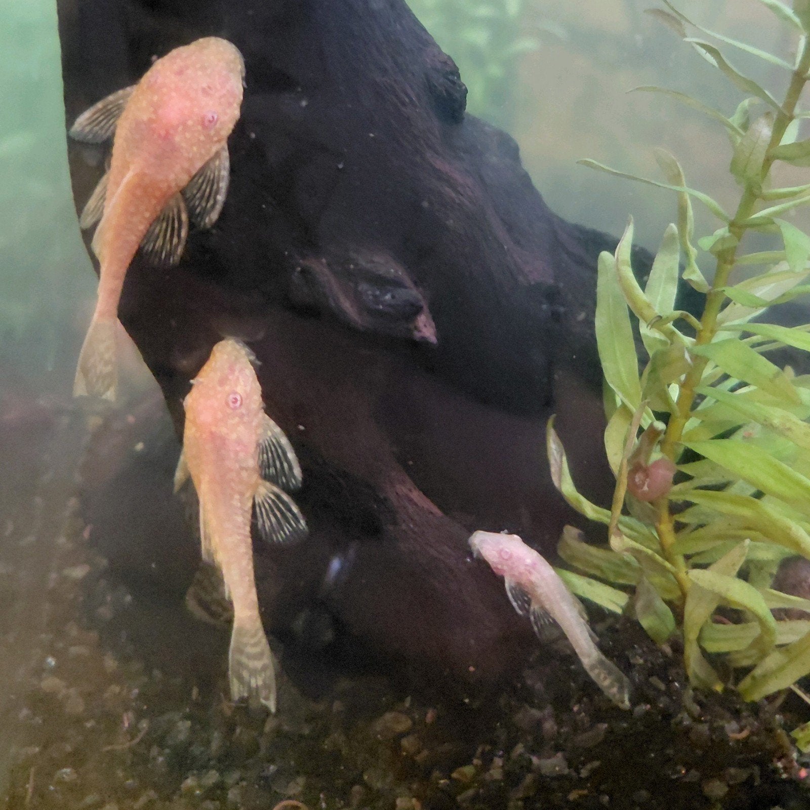 Albino ancistrus vissen/algeneters te koop!! 1-4 cm, Dieren en Toebehoren, Vissen | Aquariumvissen, Zoetwatervis, Vis, Schoolvis
