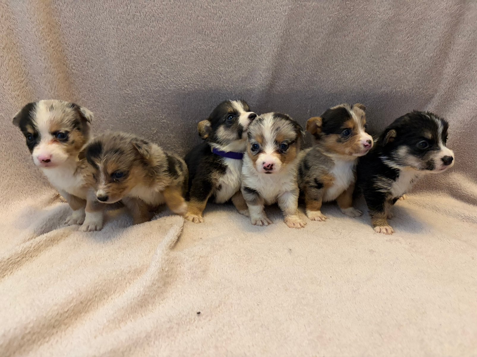 Welsh Corgi Cardigan pups – Merle & Tri Color ️, Dieren en Toebehoren, Parvo, Overige rassen, 8 tot 15 weken, Meerdere