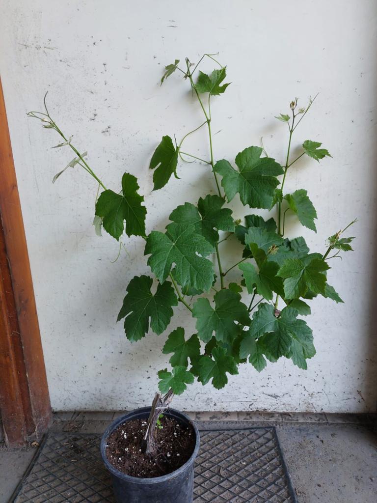 Twee maal "Wonder van Boskoop" blauwe druif., Tuin en Terras, Planten | Fruitbomen, Ophalen, Minder dan 100 cm, Overige soorten