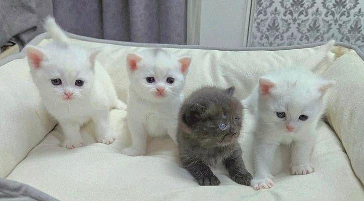 4 kittens zoeken een liefdevol thuis, Dieren en Toebehoren, Katten en Kittens | Raskatten | Korthaar, Meerdere dieren