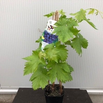 Onbespoten fruitbomen en fruitstruiken uit onze kwekerij, Ophalen of Verzenden, 100 tot 250 cm, In pot, Overige soorten