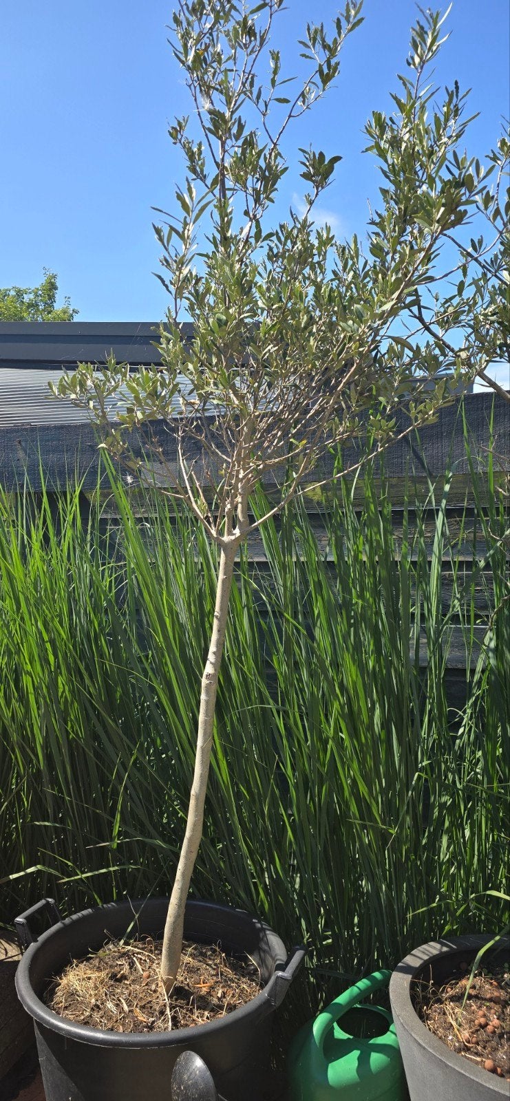 Olijf boom, Ophalen, Volle zon, Overige soorten, 100 tot 250 cm