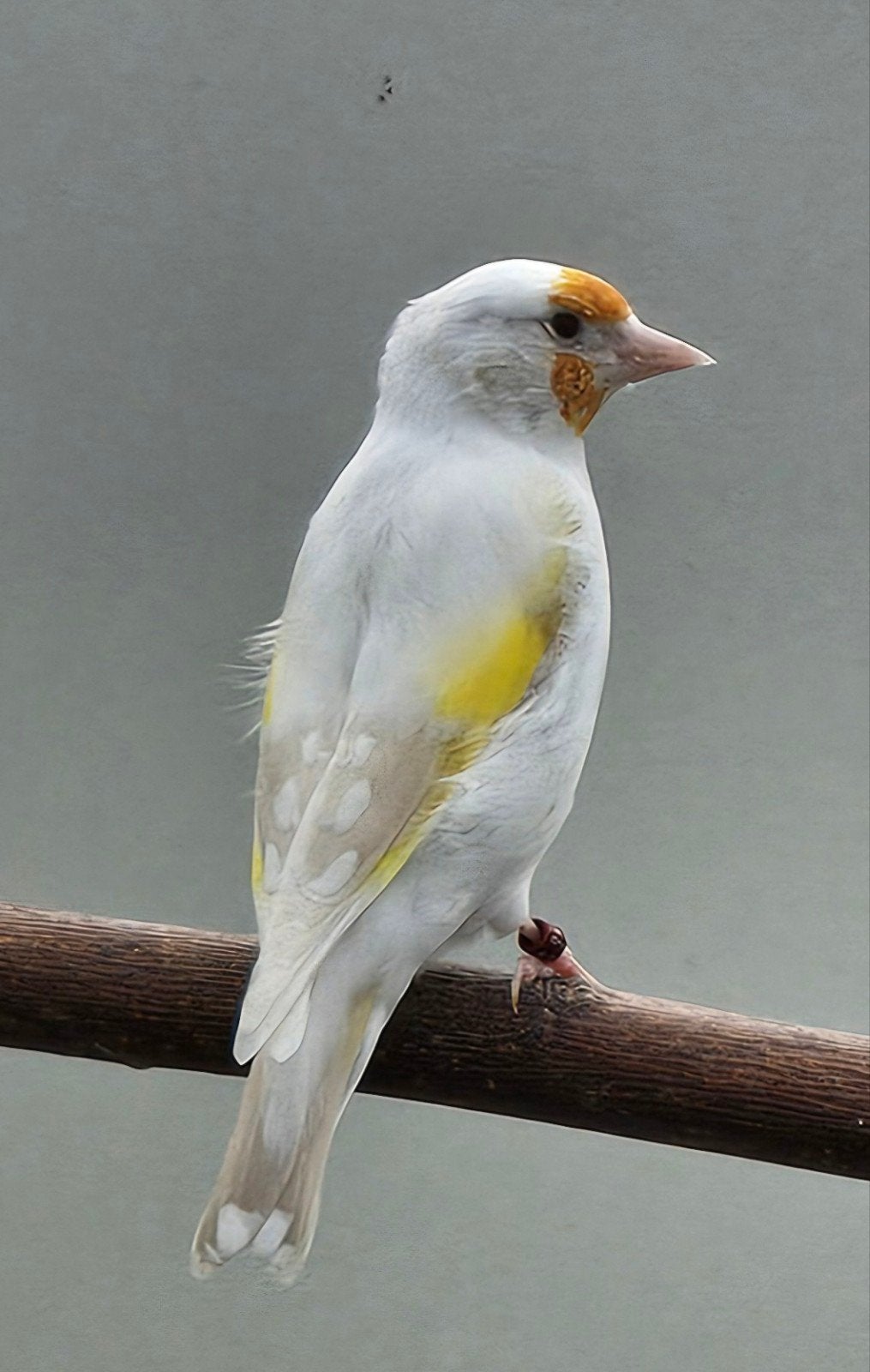 Majoor putter, Vrouwelijk, Wildzangvogel