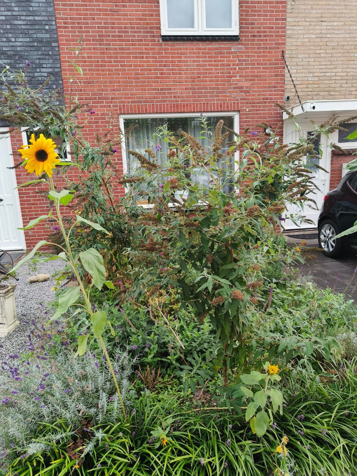 Vlinderstruik, Ophalen, Vlinderstruik, 100 tot 250 cm