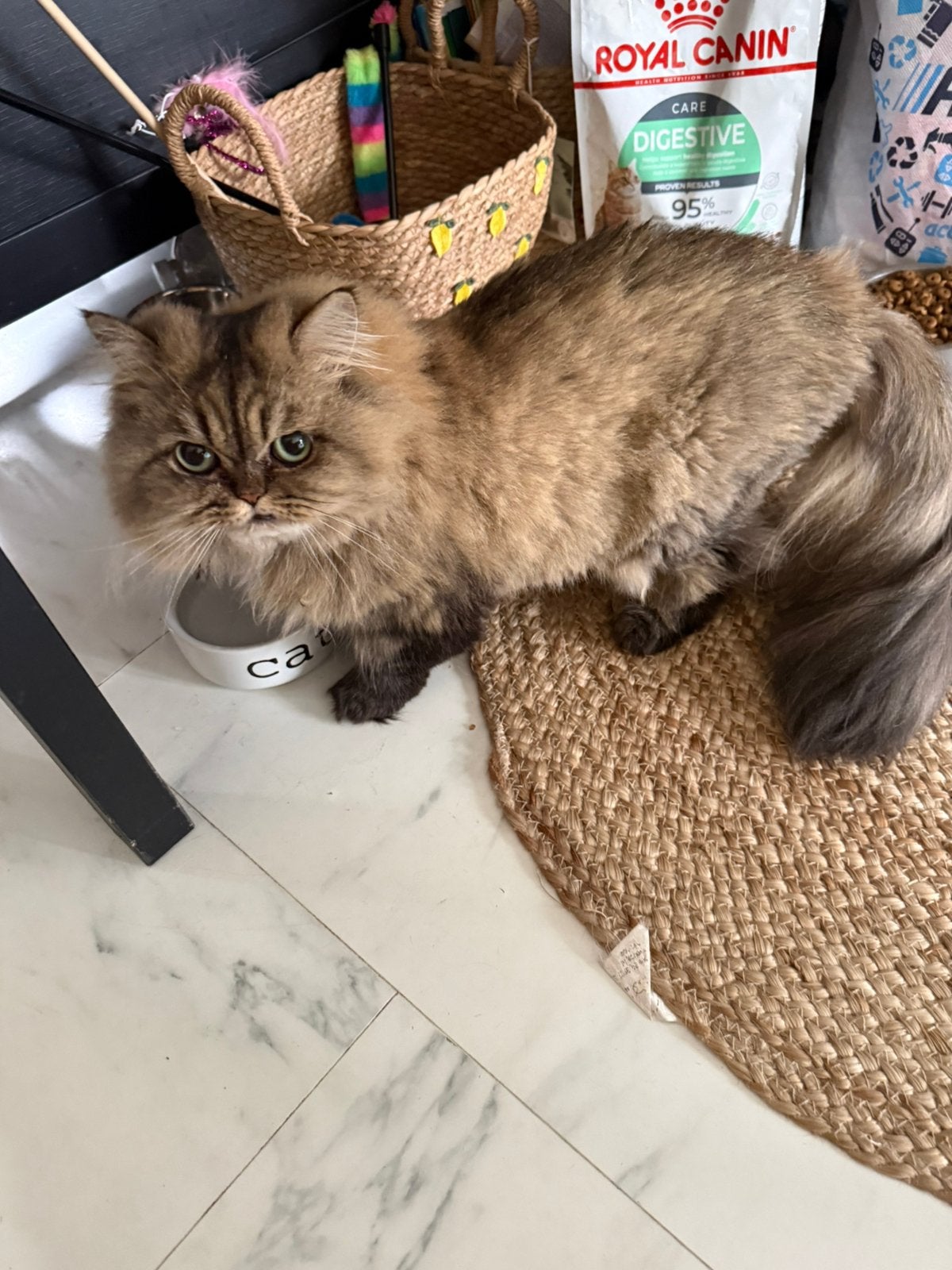 Herplaatsing Lieve Perzische poesjes N.O.T.K!, Poes, Ontwormd, 3 tot 5 jaar