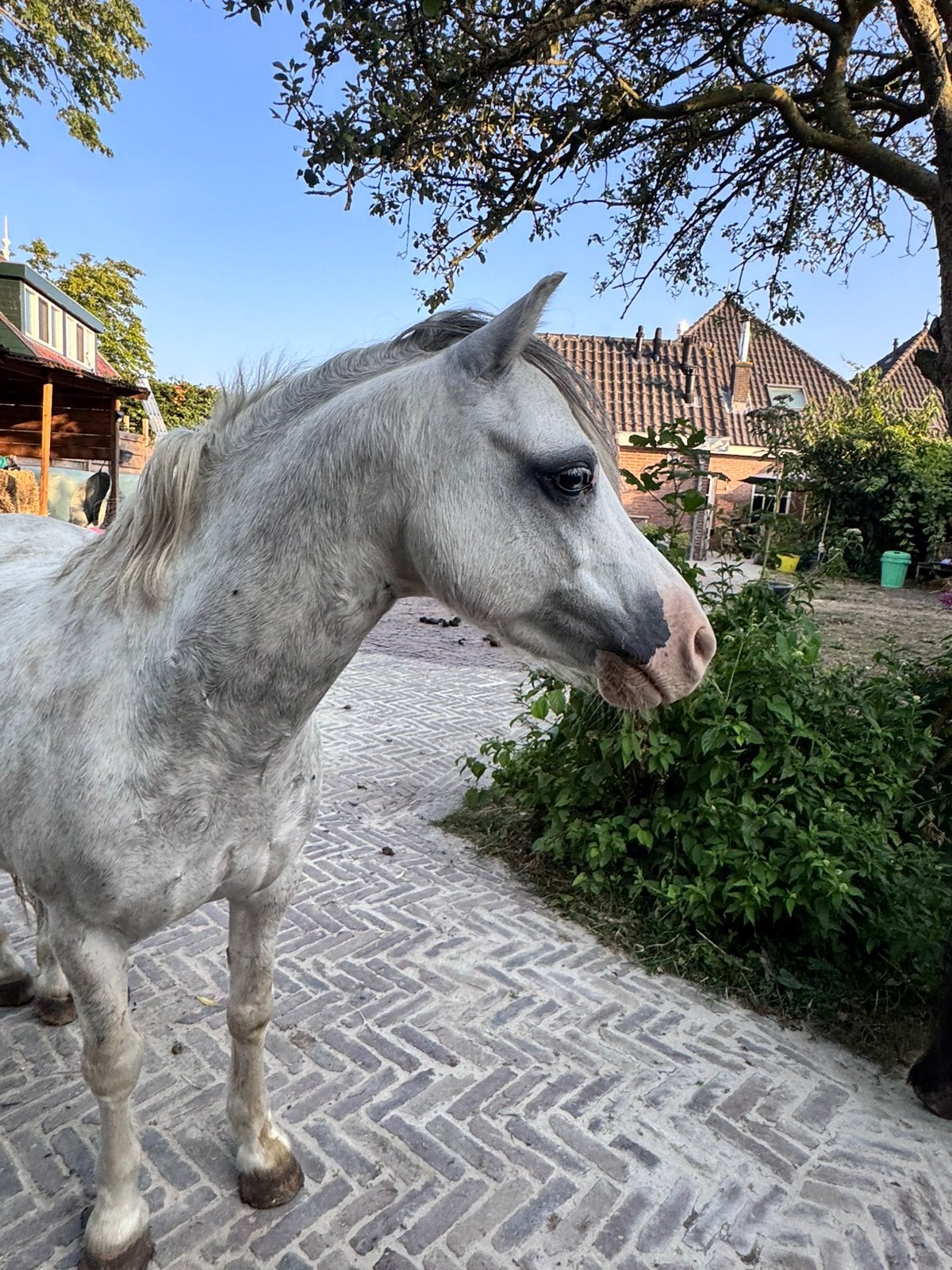 Welsh ruin, Dieren en Toebehoren, Pony's, Ruin