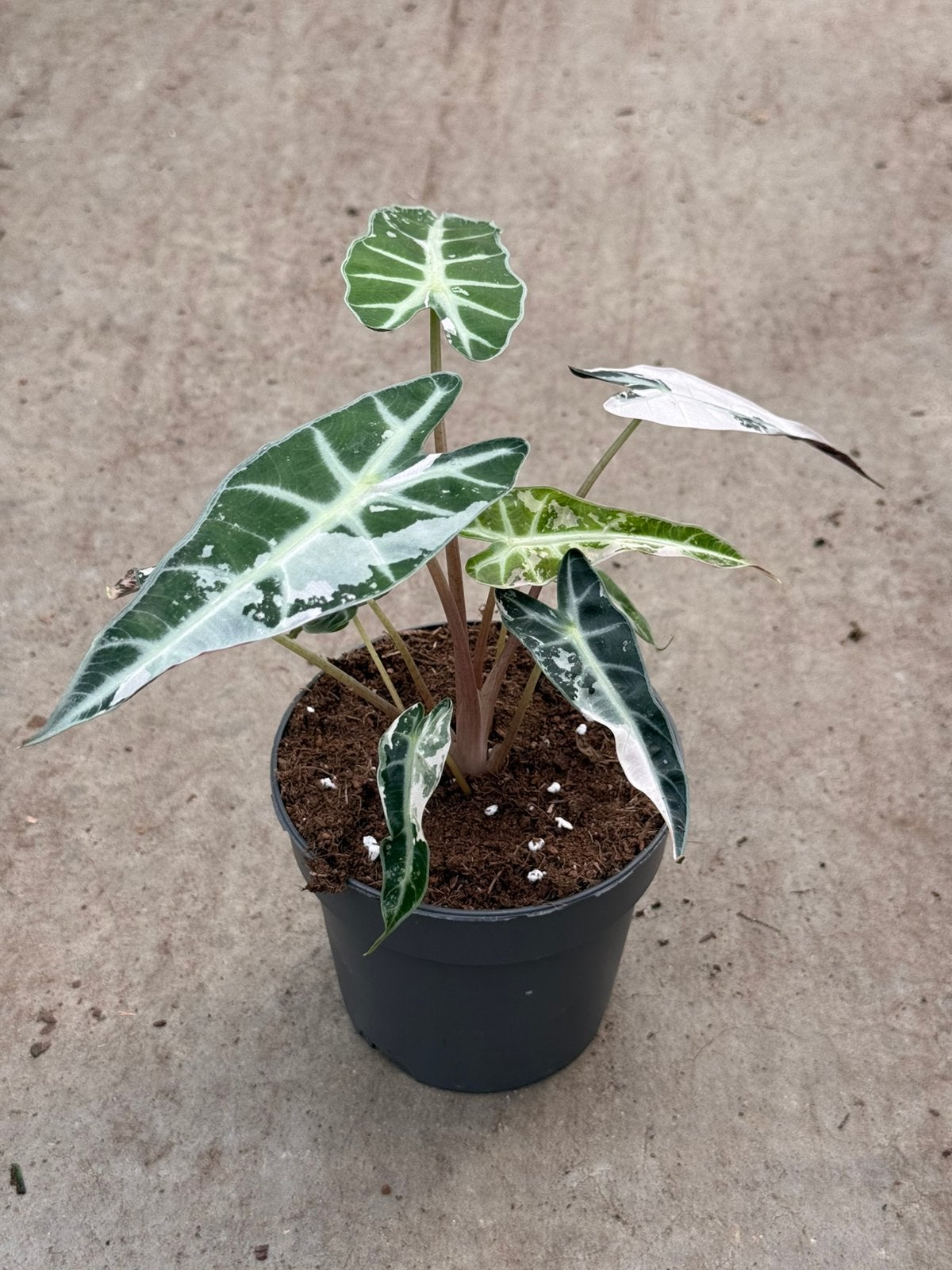 Alocasia Bambino Pink Variegata, Ophalen of Verzenden, Halfschaduw, Minder dan 100 cm